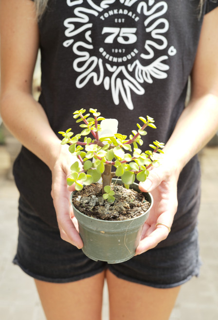 4" Bonasi Portulacaria