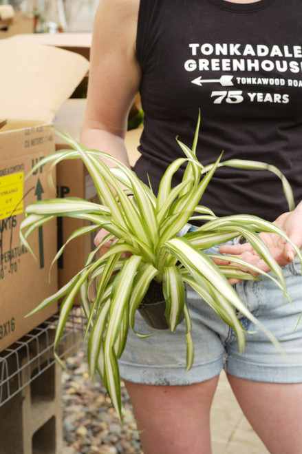 4" Spider Plant