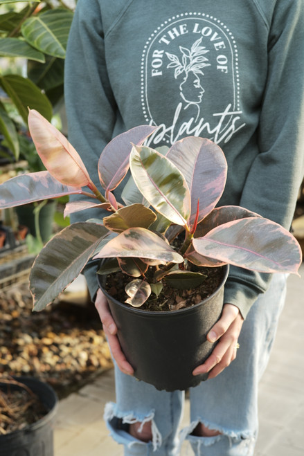 8" Ficus Ruby