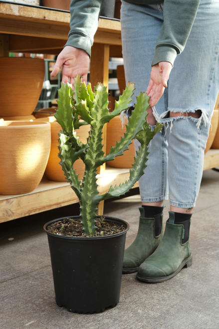 9" Euphorbia Lactea