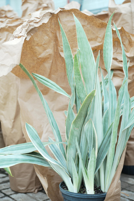 10" Sansevieria Sayuri