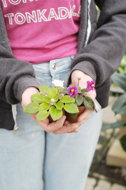 2" African Violets Assorted