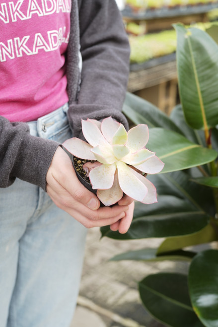 4" Echeveria After Glow