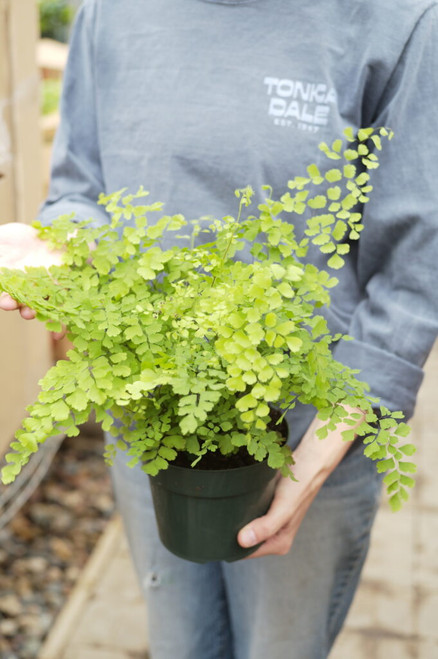 6" Fern Maidenhair
