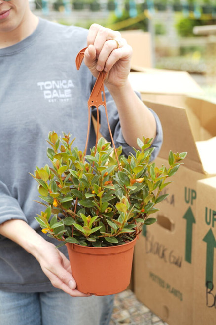 6" Goldfish Black Gold