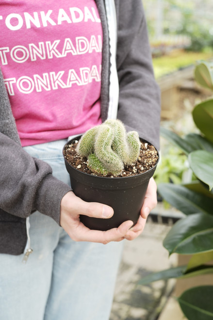 6" Mammillaria Cristata (Brain Cactus)