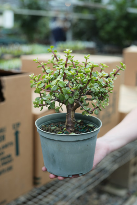 6" Portulacaria Afra Variegated