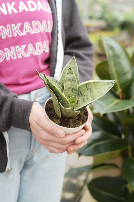 4" Sansevieria Silver Star