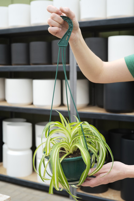6" Spider Plant Bonnie