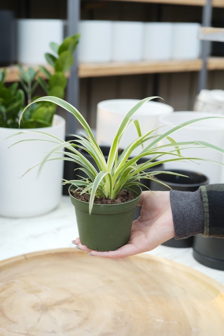 4" Spider Plant Reverse Variegated