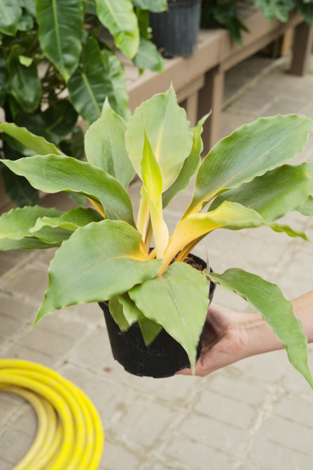 6" Spider Plant Mandarin Orange