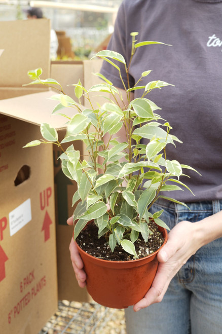 6" Ficus Benjamina Variegated