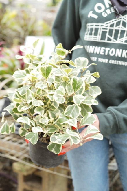 6" Ficus Triangularis Variegated