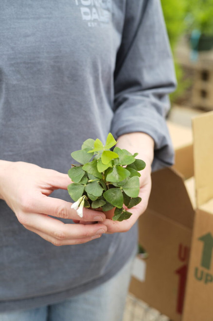 2" Oxalis Green Shamrock