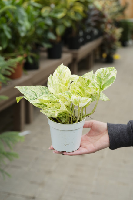 4" Pothos Snow Queen