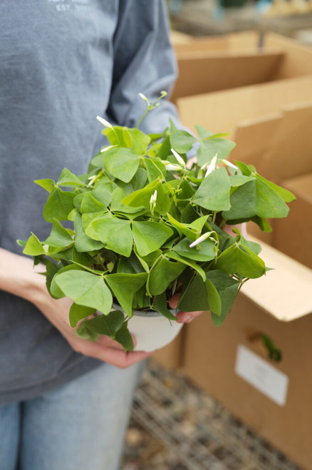 6" Oxalis Green Shamrock