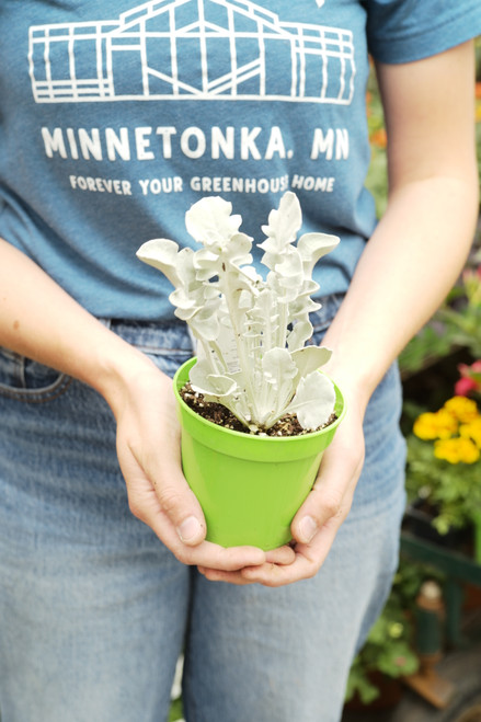 Centaurea Fancifillers Chrome Fountain 4 in