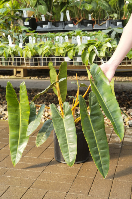 10" Philodendron Billietiae