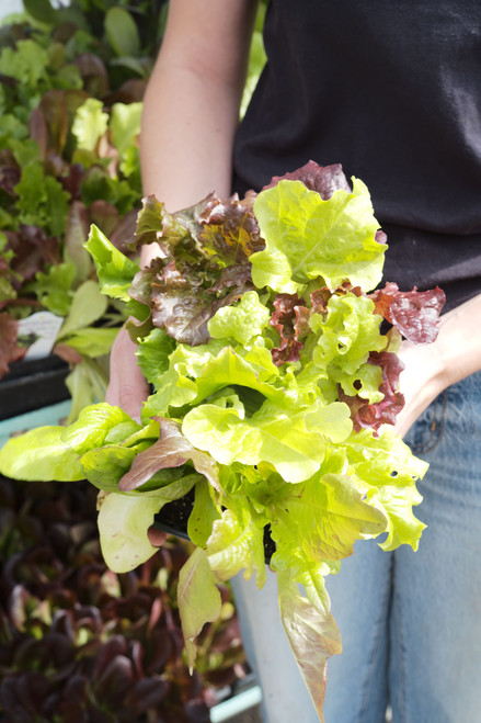 Lettuce 6 pack