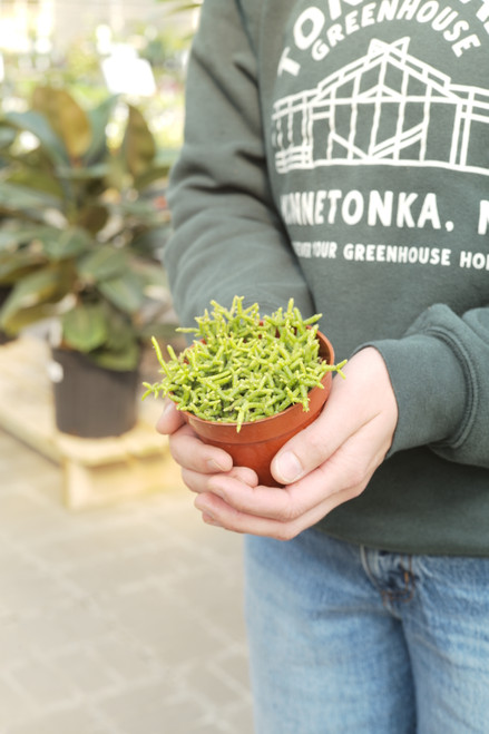 4" Rhipsalis Bacciferra