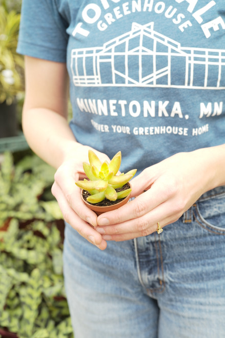 2.5" Sedum Coppertone