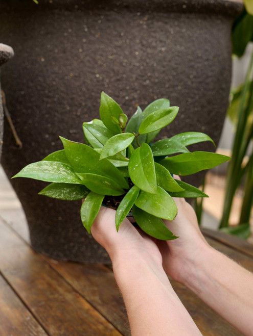 4" Hoya Pubicalyx