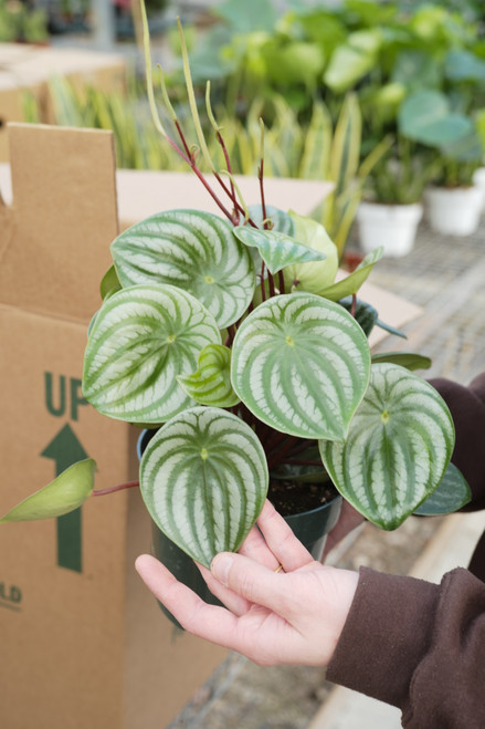 6" Peperomia Watermelon