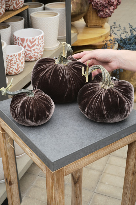 Velvet Pumpkin in Espresso