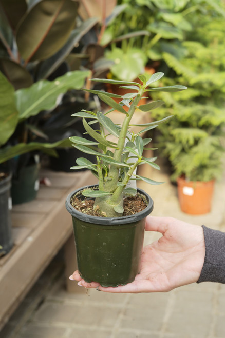 4" Desert Rose