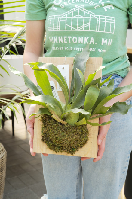 12" Fern Staghorn Plaque