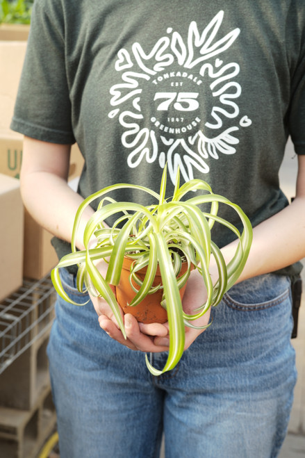 4" Spider Plant Bonnie