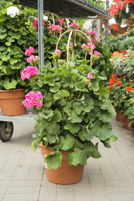 Geranium - Pillar 12 in pot