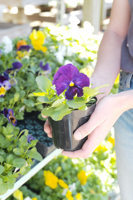 Pansy 4.5 in