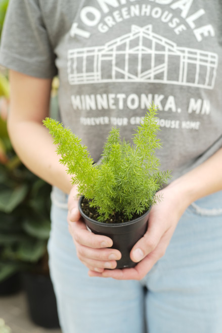 4" Fern Fox Tail