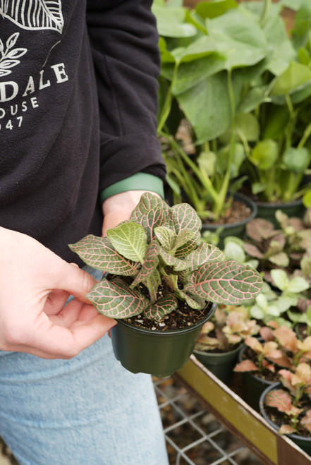 4" Fittonia Pink