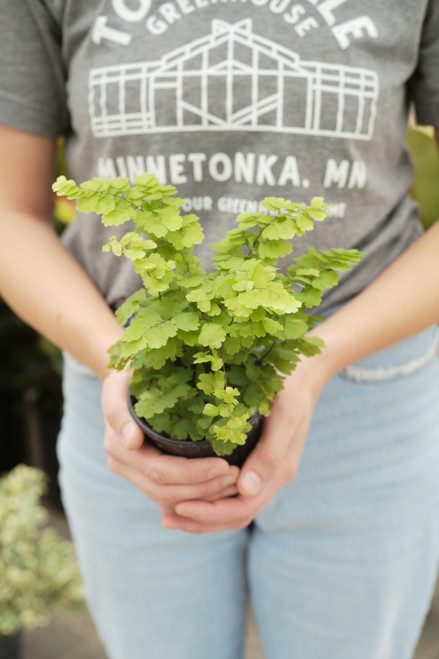 4" Fern Maidenhair Pacific