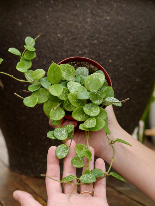 4" Hoya Mathilde