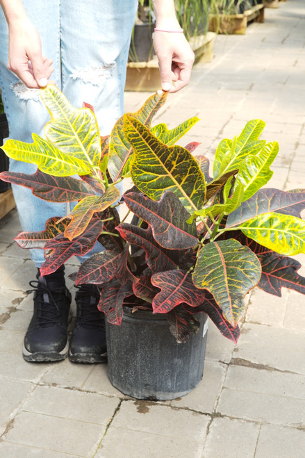 10" Croton Excellente