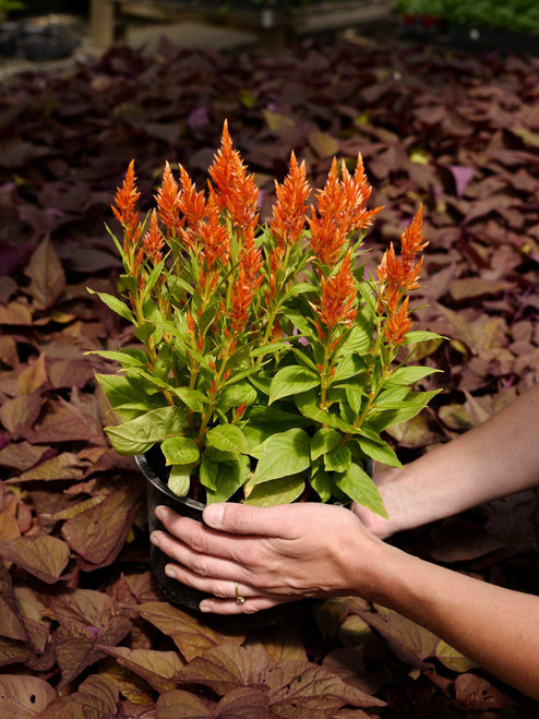 Celosia 8.25 in