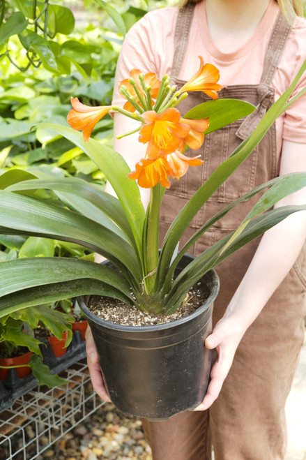 10" Clivia Miniata