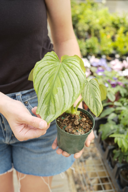 Philodendron Mamei Silver 4"