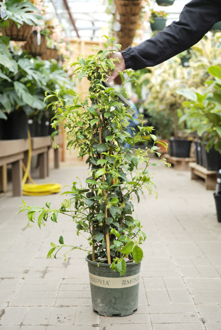 Star Jasmine - 2 gal staked