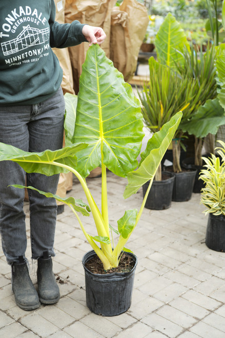 Alocasia Lutea 10"