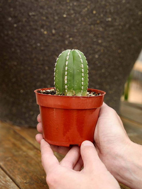 4" Mexican Fence Post Cactus