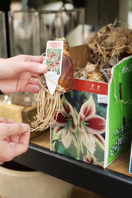 Amaryllis Bulb Papilio