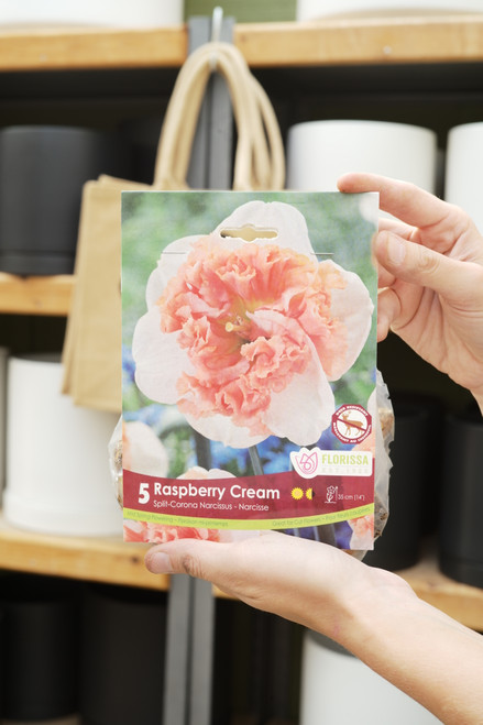 Narcissus Bulbs Raspberry Cream