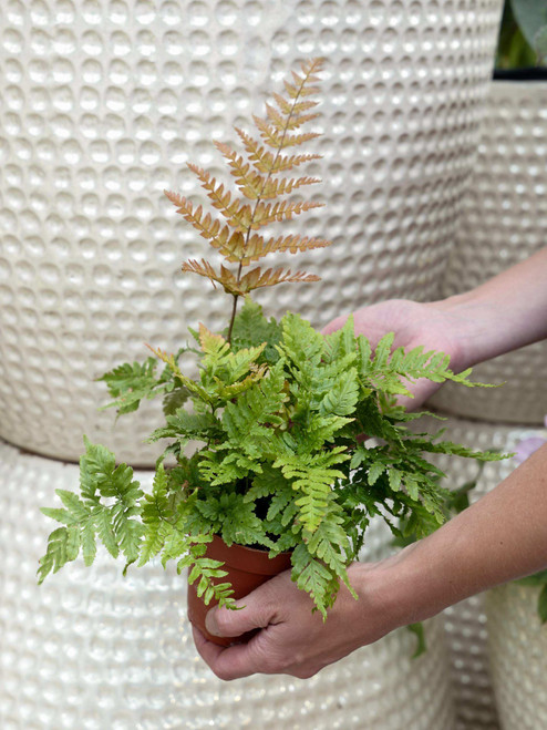 4" Fern Autumn