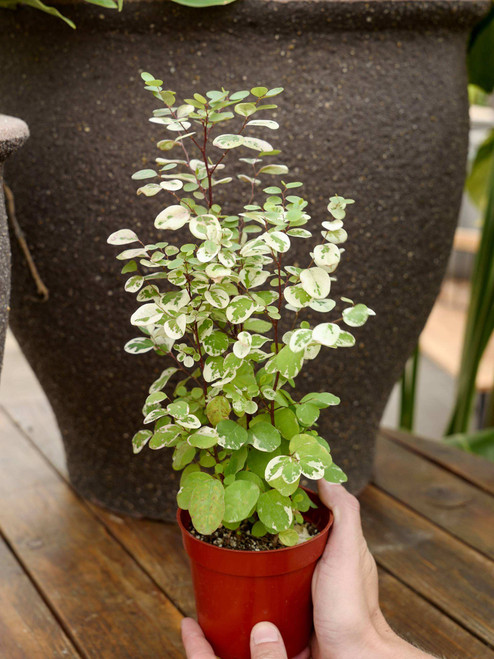 4" Breynia Mini Snowbush