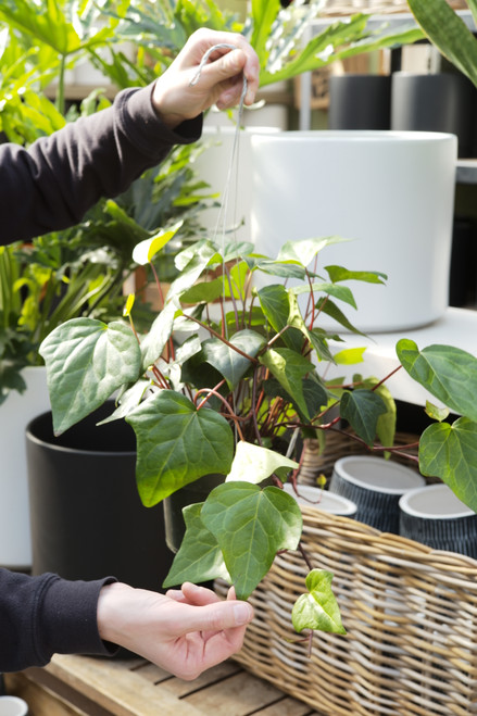 6" Algerian Ivy Green