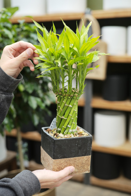 4" Lucky Bamboo Garden